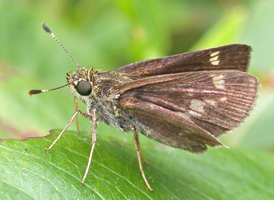 Little Glassywing